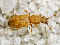 Monotoma quadrifoveolata