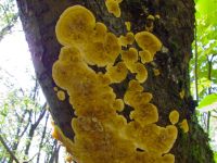 Fungi