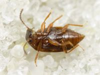Anthobium atrocephalum