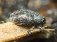 Gymnetron melanarium