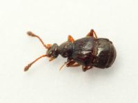 Brachygluta fossulata