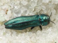 Agrilus delphinensis