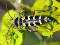 Plagionotus floralis