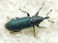 Mecinus janthinus