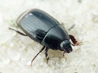 Eblisia minor