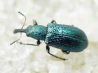 Rhynchitinae