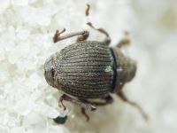 Glocianus distinctus