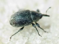 Rhinusa tetra