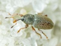 Curculioninae