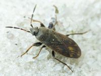 Megalonotus chiragra