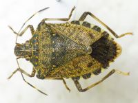 Halyomorpha halys