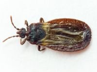 Aneurus (Aneurus) laevis