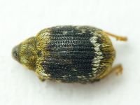 Orchestes hortorum