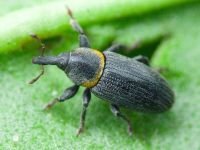 Mecinus collaris
