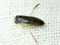 Corixidae
