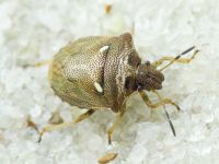 Eysarcoris aeneus