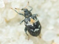 Curculionidae
