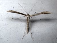 Emmelina monodactyla