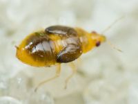 Heteroptera