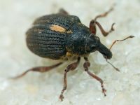 Rhinoncus leucostigma