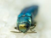 Agrilus delphinensis