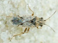 Nysius ericae