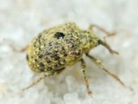 Cionini