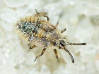 Tingidae