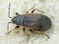 Pyrrhocoris marginatus