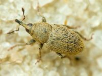 Sibinia (Sibinia) unicolor