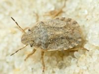Sciocoris macrocephalus