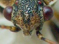Platyplax salviae