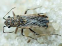 Ortholomus punctipennis