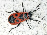 Pyrrhocoris apterus