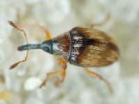 Nanophyinae
