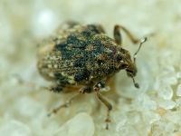 Rhinoncus bruchoides
