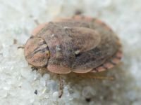 Menaccarus (Oploscelis) arenicola