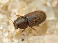 Ciidae