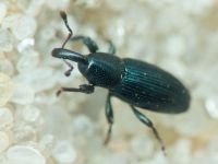 Aulacobaris lepidii