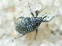 Curculionidae