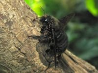Xylocopa violacea