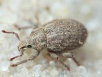 Trachyphloeus