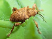 Curculio venosus