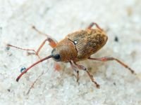 Curculio (Curculio) glandium
