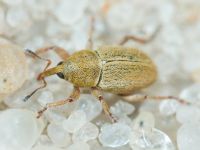 Tychius