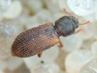 Synchita humeralis