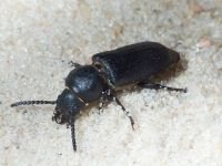 Spondylis buprestoides