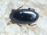 Paromalus flavicornis