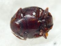 Abraeus