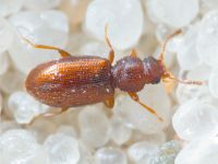 Insecta